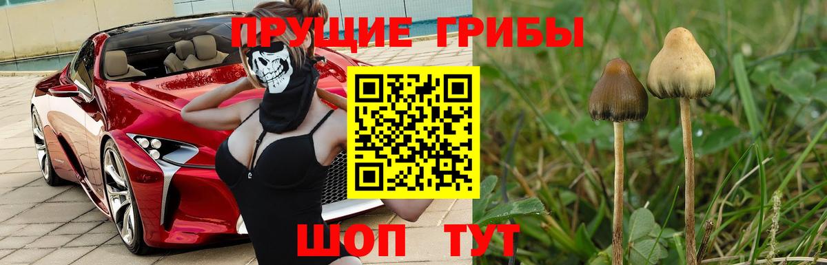 Кострома  Галлюциногенные грибы GOLDEN TEACHER  Вход с VPN 